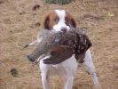 FTCh, FDX, 1998 Walking Shooting Dog of the Year, "Callie"
