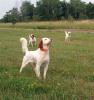 Auggie and his daughters - Emma/Brandy