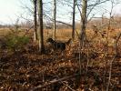 Gordon setter "Meg"