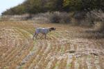 Uplander Trained Pointer "Bianca"