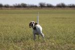 Bianca on sharptail