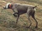 Weimaraner