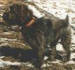 Wirehaired Pointing Griffon