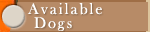 Available Dogs