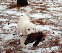 Photo of Stardust at 7 weeks of age
